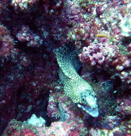 M0010217