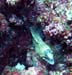 M0010217