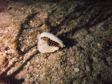 IMAG0048