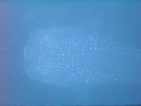 IMAG0041